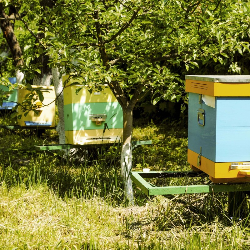 pasieka rodzinna rombel miody green touch (6).jpg