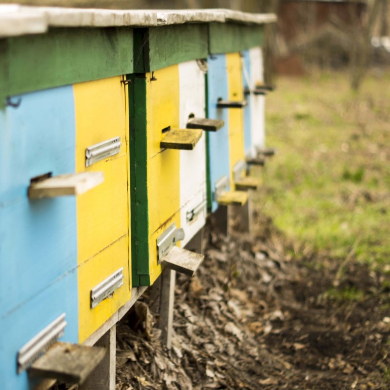 pasieka rodzinna rombel miody green touch (5).jpg