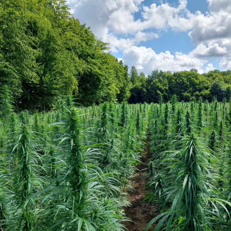 herbata konopna CBG CBD Green Touch (16).jpg