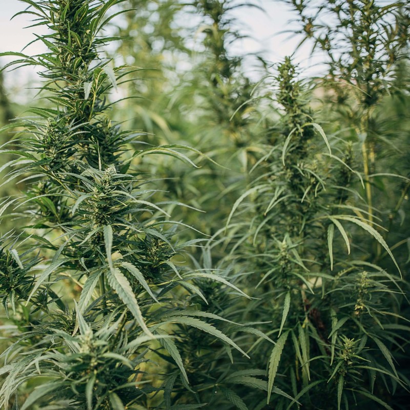 herbata konopna CBG CBD Green Touch (5).jpg