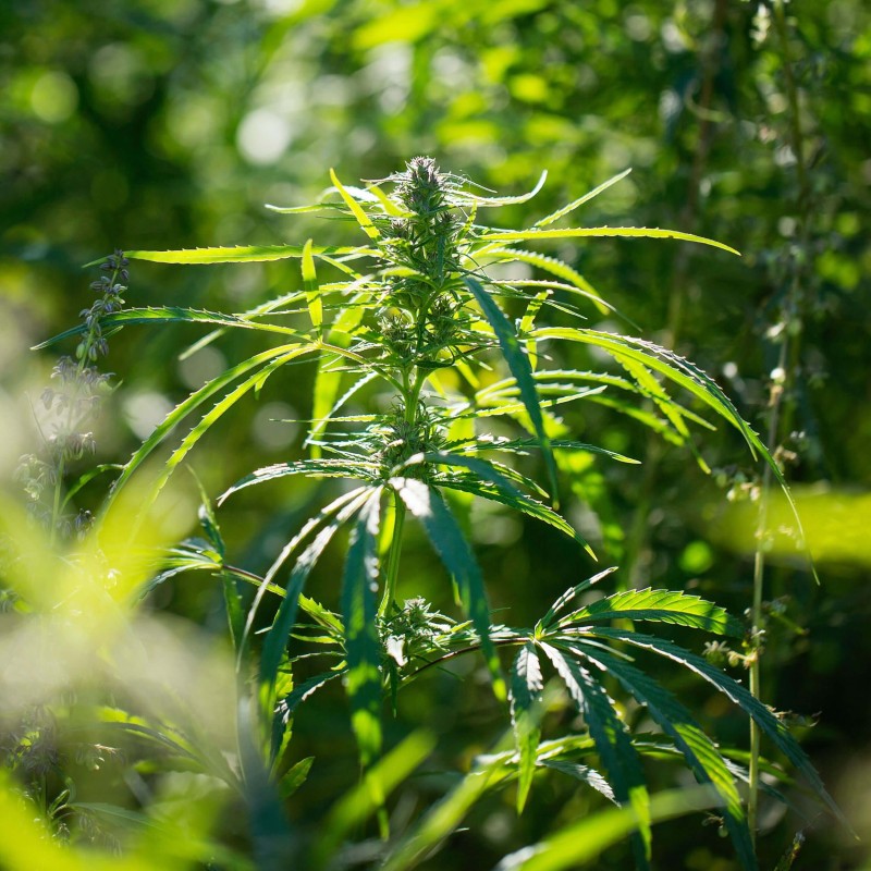 herbata konopna CBG CBD Green Touch (1).jpg